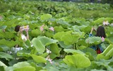 Đắm say mùa sen hồng ở Hà Nội 