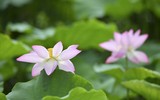 Đắm say mùa sen hồng ở Hà Nội 