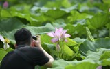 Đắm say mùa sen hồng ở Hà Nội 