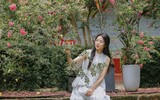 Ngắm con đường hoa tường vi cánh mỏng cực đẹp ở Hà Nội 