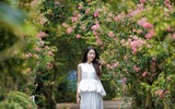 Ngắm con đường hoa tường vi cánh mỏng cực đẹp ở Hà Nội 