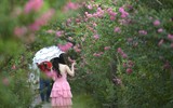 Ngắm con đường hoa tường vi cánh mỏng cực đẹp ở Hà Nội 