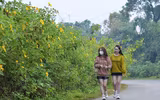 Lên điểm cao nhất ở Hà Nội, ngắm sắc dã quỳ đang độ bung tràn 