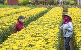 Người dân Mê Linh tất bật vào vụ hoa Tết