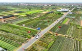 Người dân Mê Linh tất bật vào vụ hoa Tết