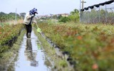 Người dân Mê Linh tất bật vào vụ hoa Tết