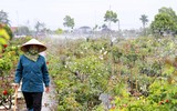 Người dân Mê Linh tất bật vào vụ hoa Tết