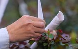 Người dân Mê Linh tất bật vào vụ hoa Tết