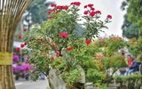 Người dân Mê Linh tất bật vào vụ hoa Tết