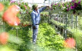 Người dân Mê Linh tất bật vào vụ hoa Tết