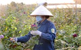Người dân Mê Linh tất bật vào vụ hoa Tết