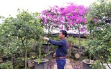 Người dân Mê Linh tất bật vào vụ hoa Tết