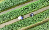 Người dân Mê Linh tất bật vào vụ hoa Tết