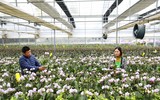 Người dân Mê Linh tất bật vào vụ hoa Tết