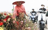 Hoa đào Nhật Tân xuống phố khoe sắc, đón Tết sớm
