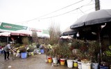 Hoa đào Nhật Tân xuống phố khoe sắc, đón Tết sớm
