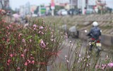 Hoa đào Nhật Tân xuống phố khoe sắc, đón Tết sớm