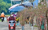 Hoa đào Nhật Tân xuống phố khoe sắc, đón Tết sớm