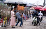 Hoa đào Nhật Tân xuống phố khoe sắc, đón Tết sớm