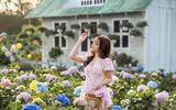 Vườn hoa cẩm tú cầu đẹp như cổ tích giữa lòng Hà Nội