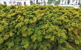 Hà Nội đẹp dịu dàng mùa hoa giáng hương