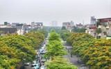 Hà Nội đẹp dịu dàng mùa hoa giáng hương