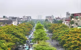Hà Nội đẹp dịu dàng mùa hoa giáng hương