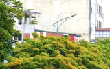 Hà Nội đẹp dịu dàng mùa hoa giáng hương