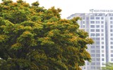 Hà Nội đẹp dịu dàng mùa hoa giáng hương