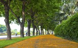 Hà Nội đẹp dịu dàng mùa hoa giáng hương