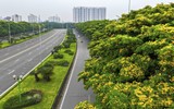 Hà Nội đẹp dịu dàng mùa hoa giáng hương