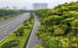 Hà Nội đẹp dịu dàng mùa hoa giáng hương