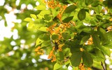 Hà Nội đẹp dịu dàng mùa hoa giáng hương