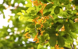 Hà Nội đẹp dịu dàng mùa hoa giáng hương