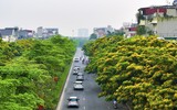 Hà Nội đẹp dịu dàng mùa hoa giáng hương