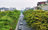 Hà Nội đẹp dịu dàng mùa hoa giáng hương