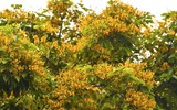 Hà Nội đẹp dịu dàng mùa hoa giáng hương