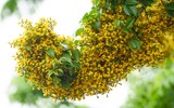 Hà Nội đẹp dịu dàng mùa hoa giáng hương