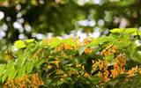 Hà Nội đẹp dịu dàng mùa hoa giáng hương