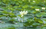 Ngắm đầm sen trắng tinh khôi khoe sắc ở nội thành Hà Nội