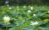 Ngắm đầm sen trắng tinh khôi khoe sắc ở nội thành Hà Nội