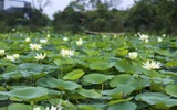 Ngắm đầm sen trắng tinh khôi khoe sắc ở nội thành Hà Nội
