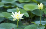 Ngắm đầm sen trắng tinh khôi khoe sắc ở nội thành Hà Nội