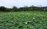 Ngắm đầm sen trắng tinh khôi khoe sắc ở nội thành Hà Nội