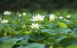 Ngắm đầm sen trắng tinh khôi khoe sắc ở nội thành Hà Nội