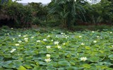 Ngắm đầm sen trắng tinh khôi khoe sắc ở nội thành Hà Nội