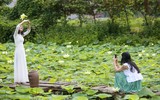 Ngắm đầm sen trắng tinh khôi khoe sắc ở nội thành Hà Nội