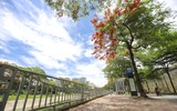 Hoa phượng thơ mộng nở rộ bên sông Tô Lịch