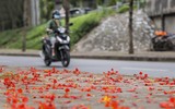 Hoa phượng thơ mộng nở rộ bên sông Tô Lịch