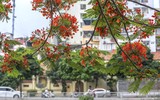 Hoa phượng thơ mộng nở rộ bên sông Tô Lịch